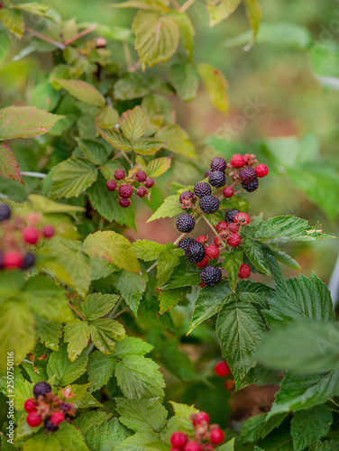 Organic blackberry bush. Growing Organic Berries closeup.