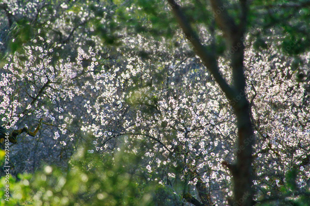 Fototapeta premium árbol y flores