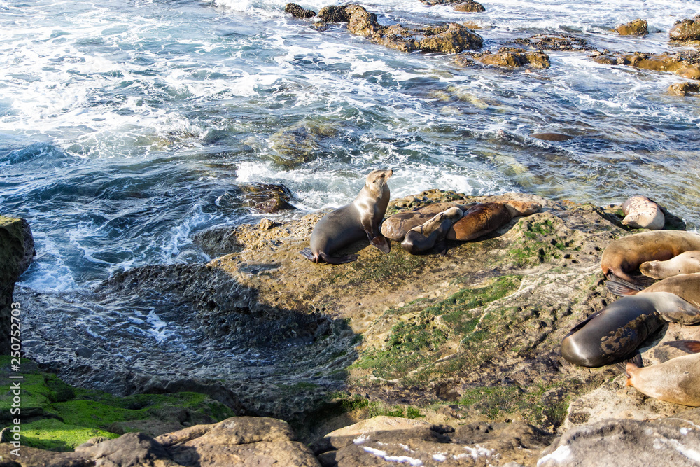 Fototapeta premium La Jolla Cove