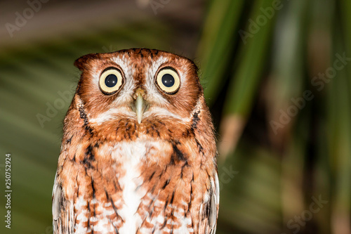 Photography Eastern screech owl - Megascops asio