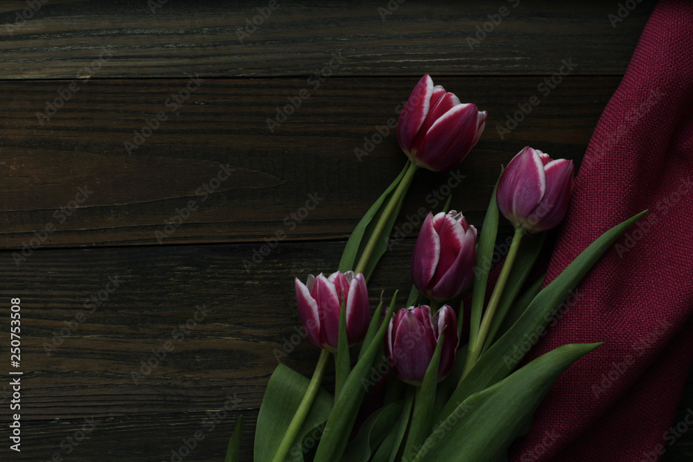 tulips tulips