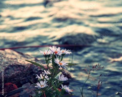 Focus on wildflower growing on lake edge in Acadia National park Maine in the morning light. 