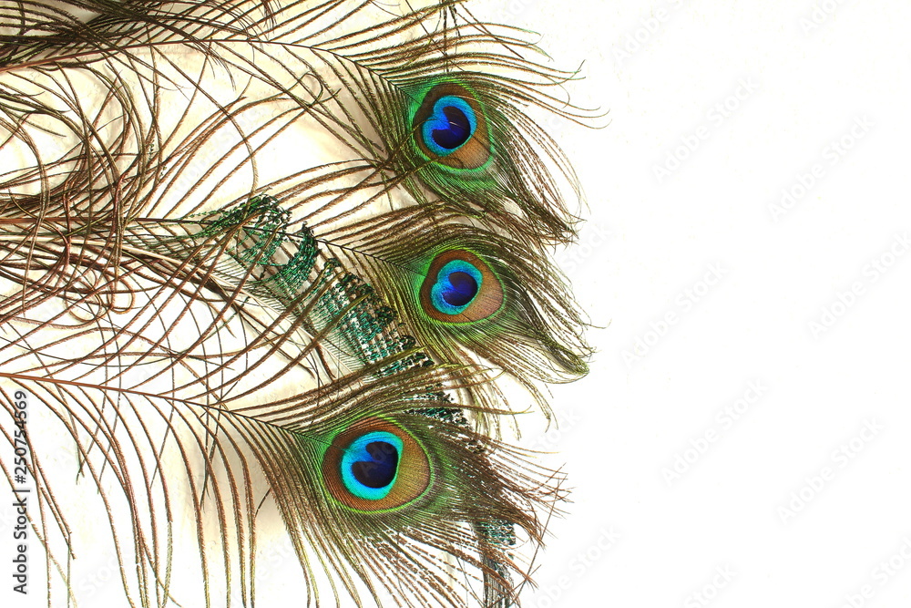 Fototapeta premium Beautiful peacock feathers in wall background with text copy space closeup