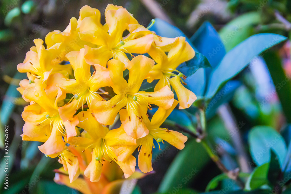 Yellow Rodedendron Beautiful bright yellow flowers of Rhododendron macgregoriae, a ...