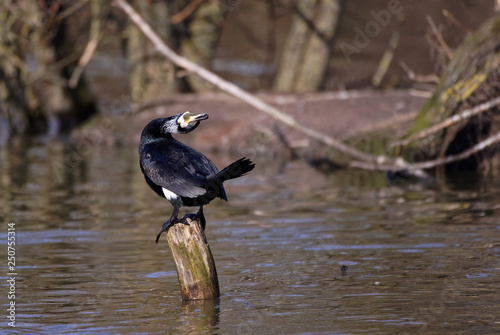 Grand cormoran à la saison des amours