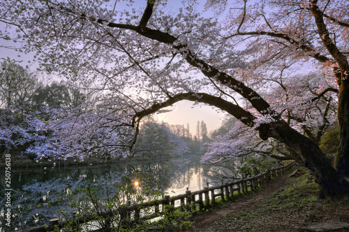 Photography Cherry blossoms / Inokashira Park / Tokyo