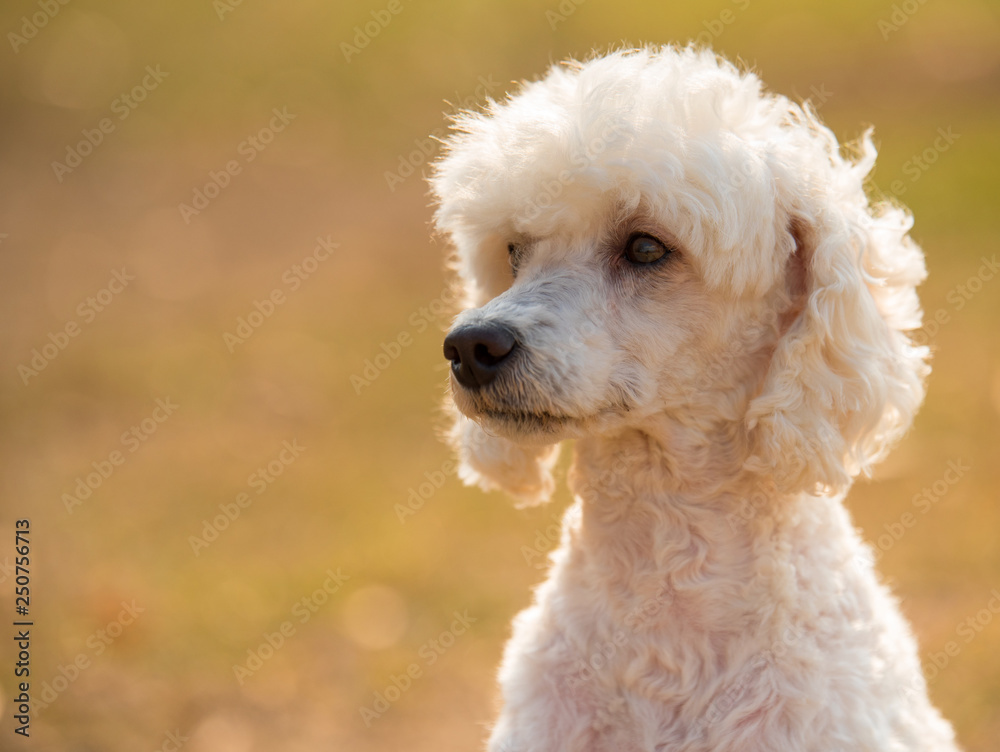 White poodle