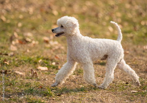 White poodle photo