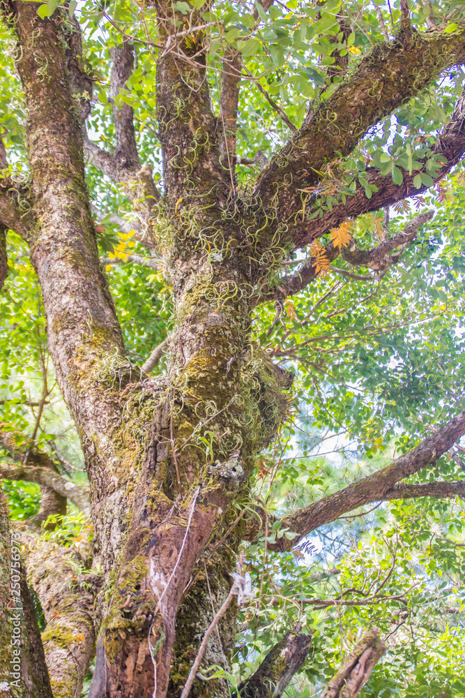 Abstract texture of the green tree trunk with mossy background. Abstract texture of the green tree trunk with mossy background.