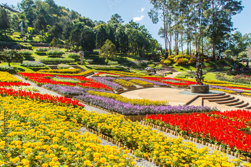 Colorful flowers at Mae Fah Luang Garden, Chiang Rai, Thailand. Garden of cold winter flowers such as Salvia Petunia Begonia roses, flowers, auspicious trees, perennials and more than 70 species.