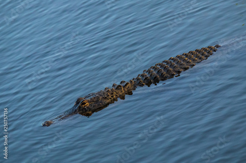 Alligator swimming in Everglades National Park, Florida USA