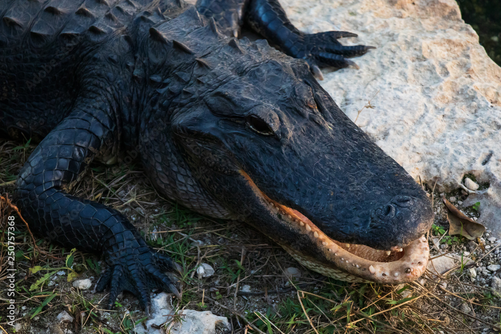Obraz premium Alligator close-up in Everglades National Park, Florida USA