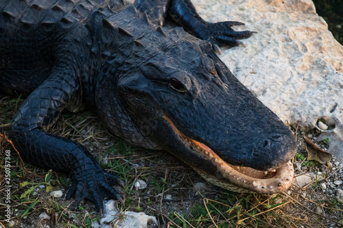 Alligator close-up in Everglades National Park  Florida USA