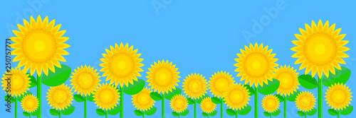 A sunflower field