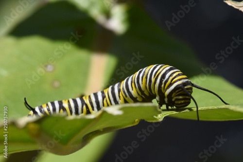 Monarch caterpillar on Giant Milkweed
