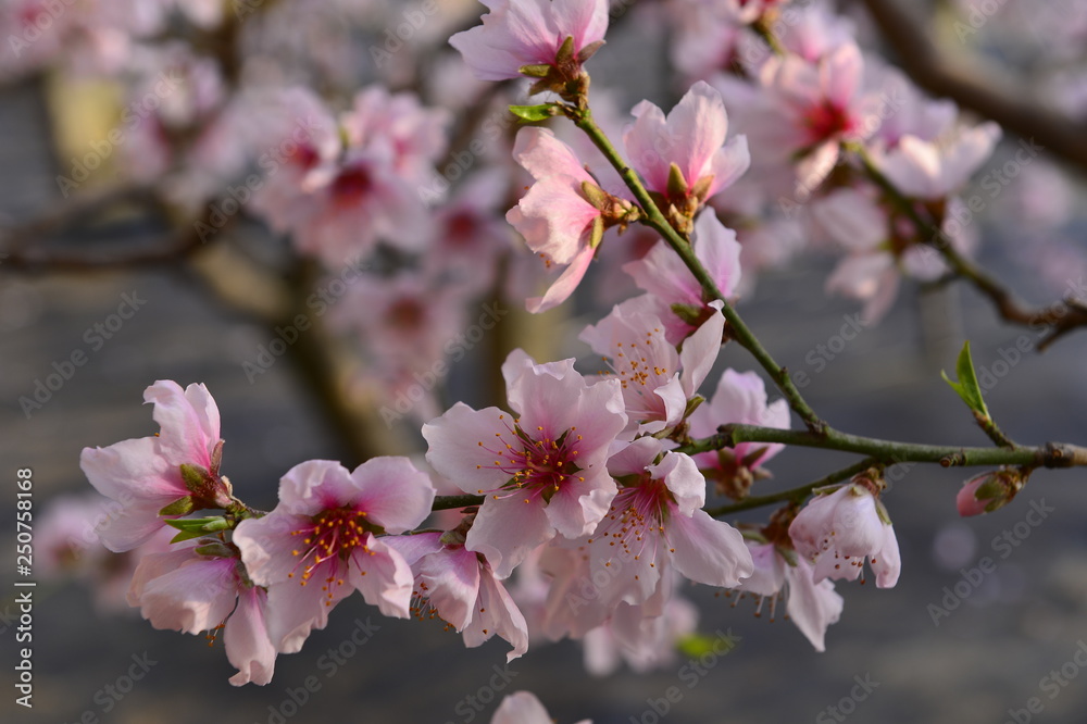 In full bloom in the peach blossom In full bloom in the peach blossom