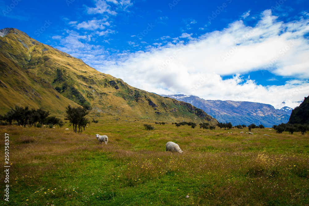 Fototapeta premium sheep in a valley