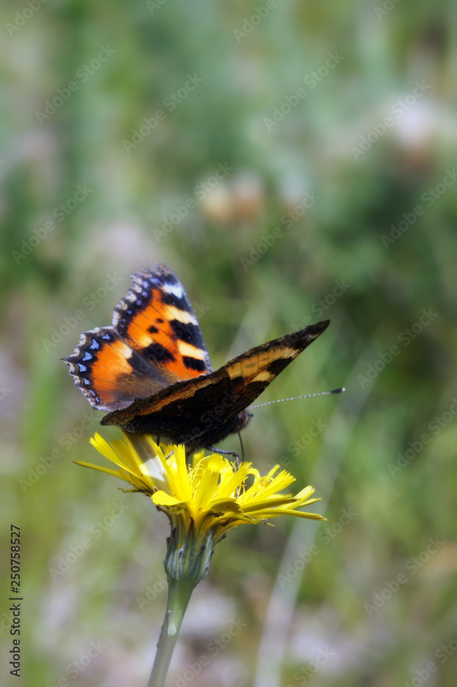 Summer butterfly on a yellow flower. Summer butterfly on a yellow flower.