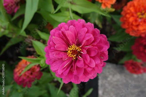 purple flower in garden