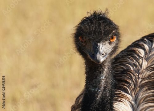 A Close Up Look at an Emu