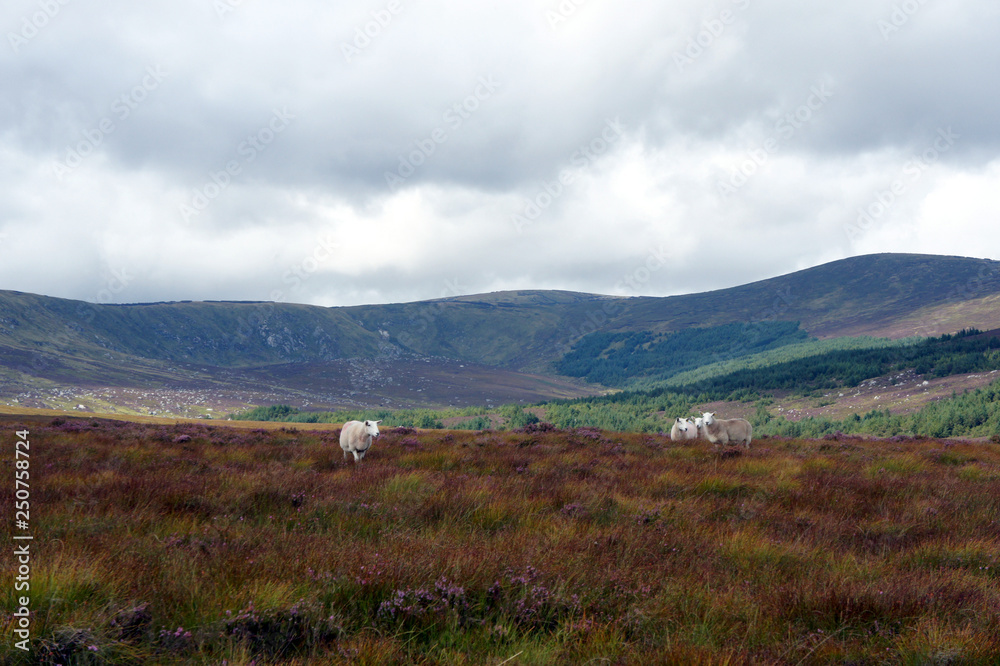 Free-range sheep in the mountains of Wicklow.Ireland.