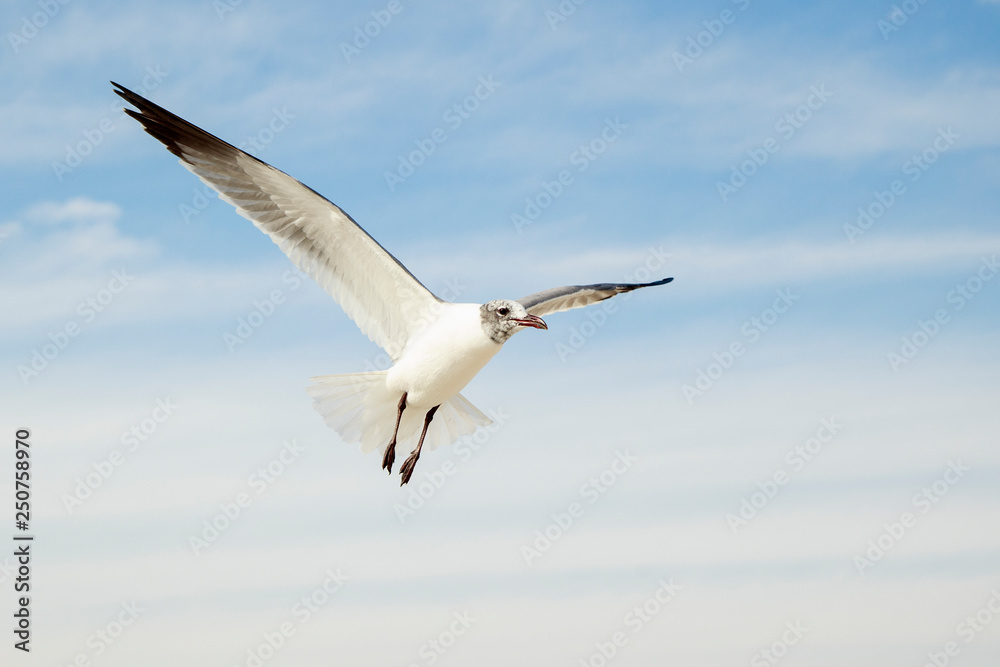 Obraz premium Chroicocephalus ridibundus flying on the texas beach