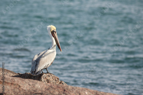 Brown pelican perched on a rock port aransas texas