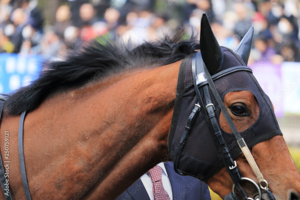 Fototapeta premium 競走馬、クローズアップ