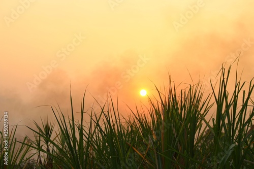 Beautiful yellow nature landscape of green field with The sun at sunset. - image