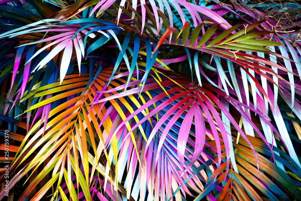 Fototapeta Piękne, wiele kolorowych liści palmowych tworzących tło