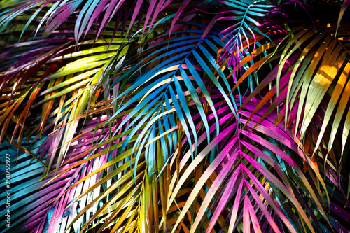 Beautiful, many colorful palm leaves forming a background