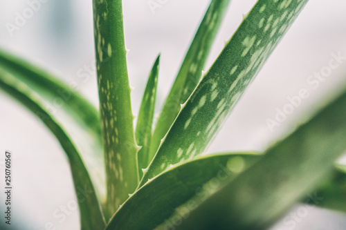 Aloe Vera natural skin care healthy remedy green tropical plant indoors home lifestyle. Closeup of textures on leaves.