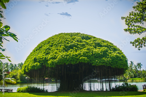 Mushroom shaped banyan tree against green grass field and blue sky background. Banyan is a plant that grows on another plant, when its seed germinates in a crack or crevice of a host tree or edifice. photo