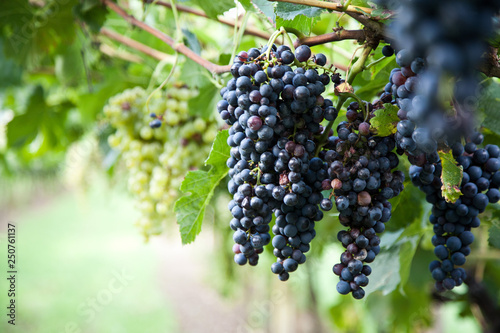 Red Wine Grapes On A Vine Vines On Lake Garda