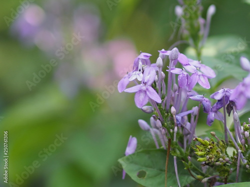 purple flower on blur background beautiful nature