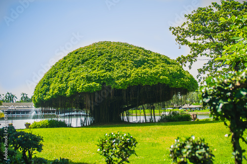 Mushroom shaped banyan tree against green grass field and blue sky background. Banyan is a plant that grows on another plant, when its seed germinates in a crack or crevice of a host tree or edifice. photo