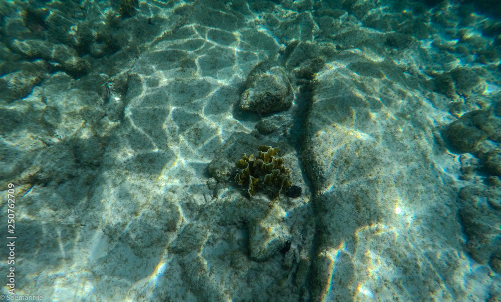 Fototapeta premium Curacao Cas Abou Beach