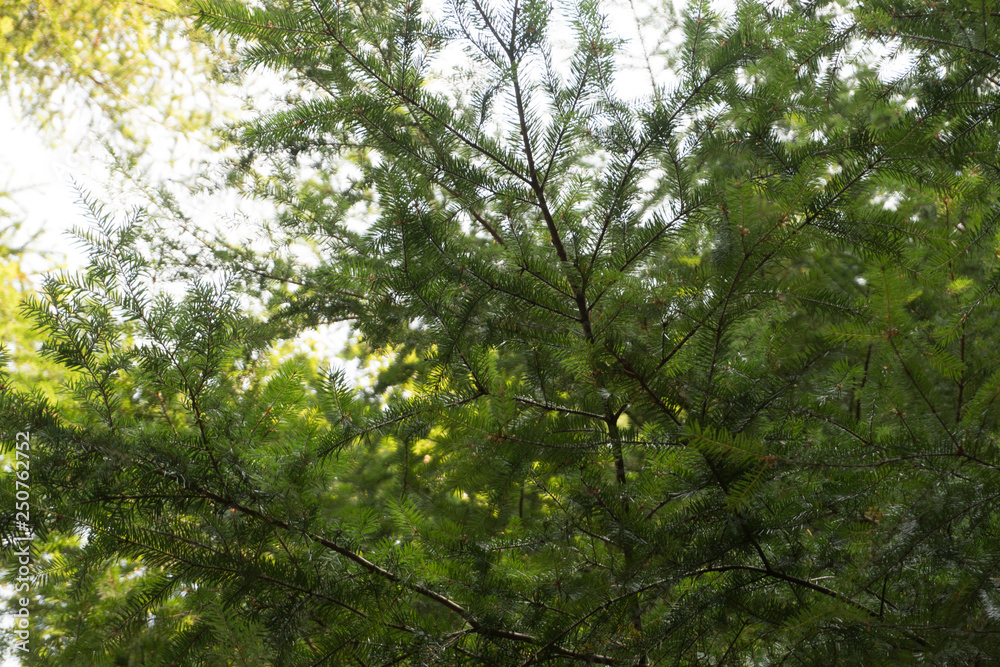 Pine Tree Branches Pine Tree Branches