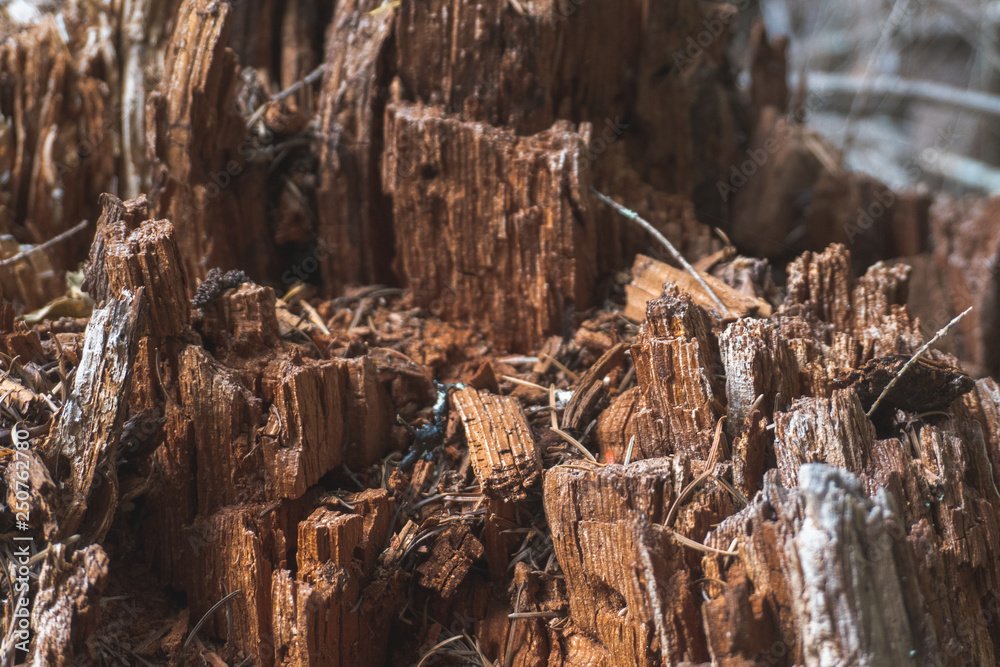 Bits of a Chopped Tree Bits of a Chopped Tree