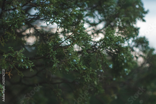 Pine Branches during Sunset