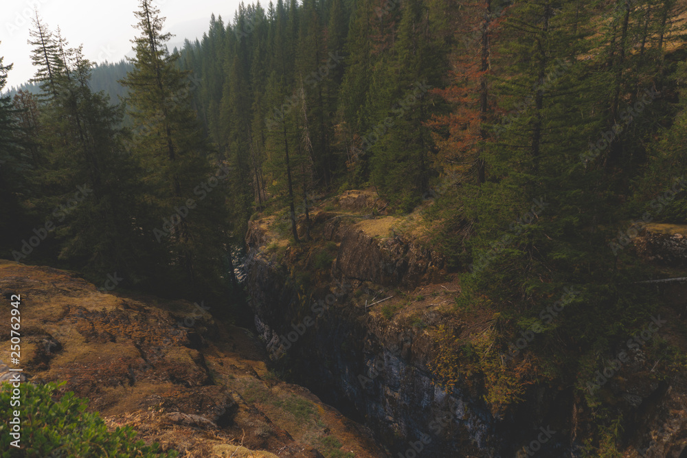 Obraz premium Ravine in the Forest