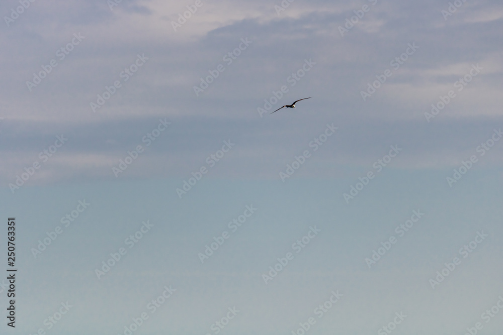 Seagull flying in the blue gradient sky Seagull flying in the blue gradient sky