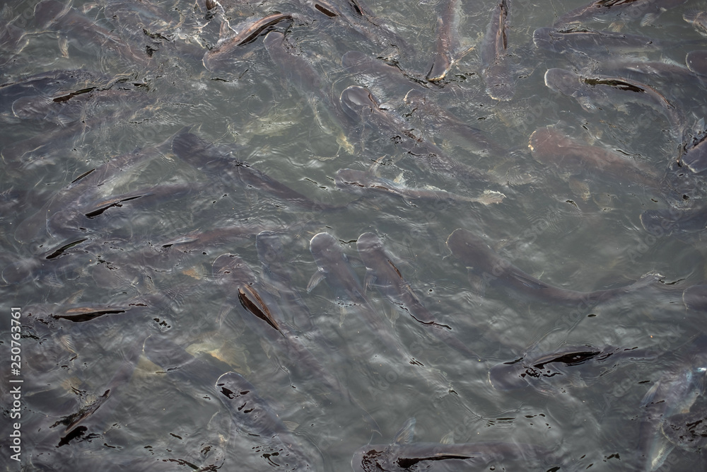 Obraz premium a lot of Pangasius fish at riverfront of temple in Thailand