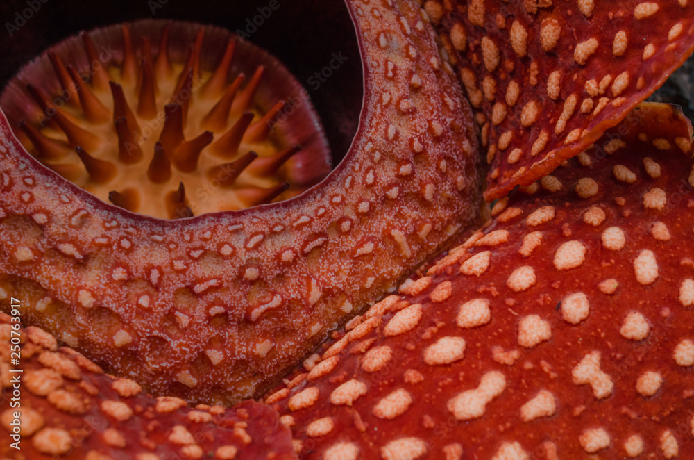 Rafflesia With Roses Rafflesia Stock Photo | Adobe Stock