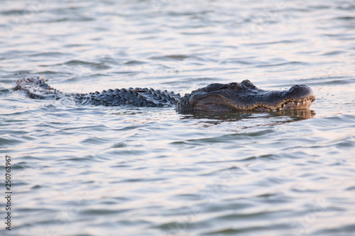 alligator swimming in the lake Port Aransas Texas © raulbaena