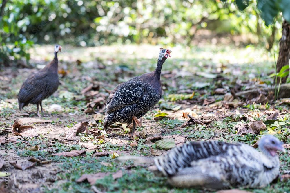 Fototapeta premium wild male turkey strutting feathers for females