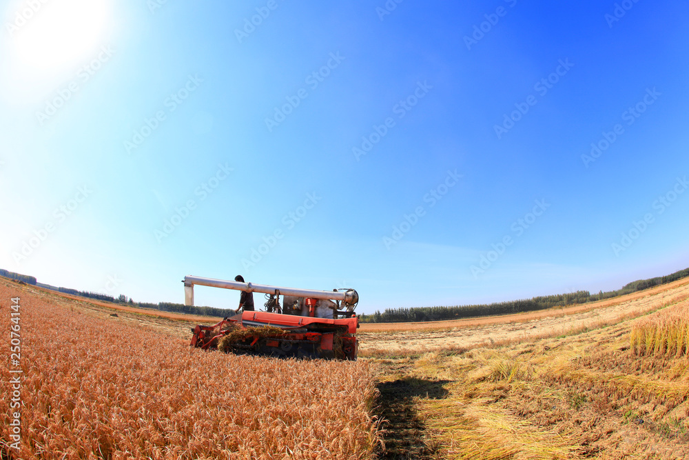 Fototapeta premium Harvester machine is harvesting rice