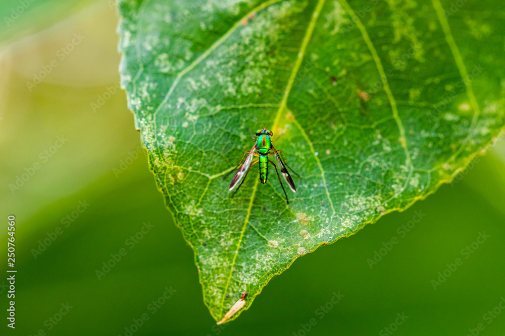 green small fly have long legged stand on green leaves in natural park green small fly have long legged stand on green leaves in natural park