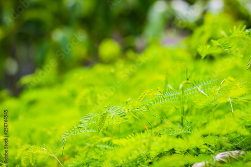 Foto Young green leaves ans sprout of Leucaena leucocephala, a small fast-growing mimosoid tree and also known as white leadtree, jumbay, river tamarind, subabul, and white popinac