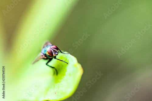 green small fly have long legged stand on green leaves in natural park © kowitstockphoto